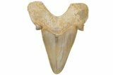Fossil Shark Tooth (Otodus) - Morocco #211885-1